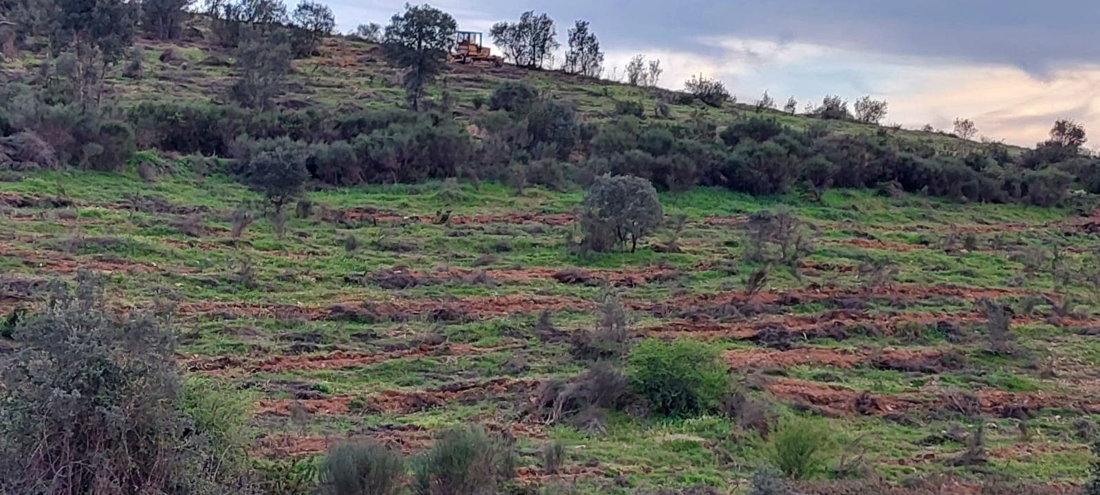 https://a.storyblok.com/f/237156/1600x721/a5e97dda73/reforestation_portugal_1.jpg